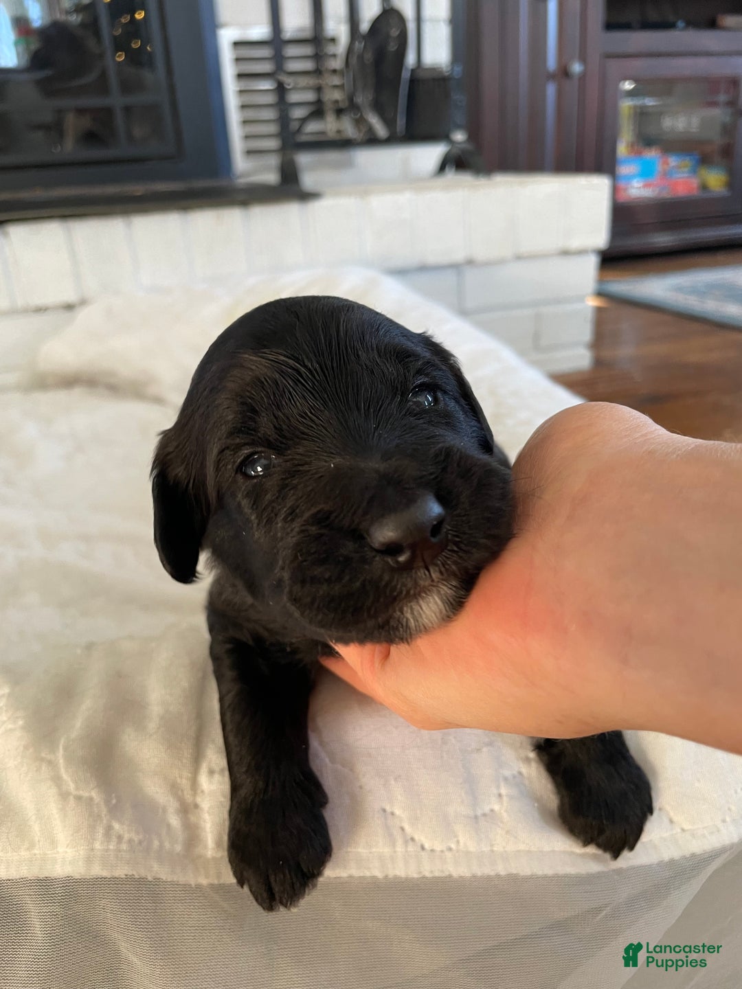 Mixed Breed dogs for sale: Otis - Ad 8