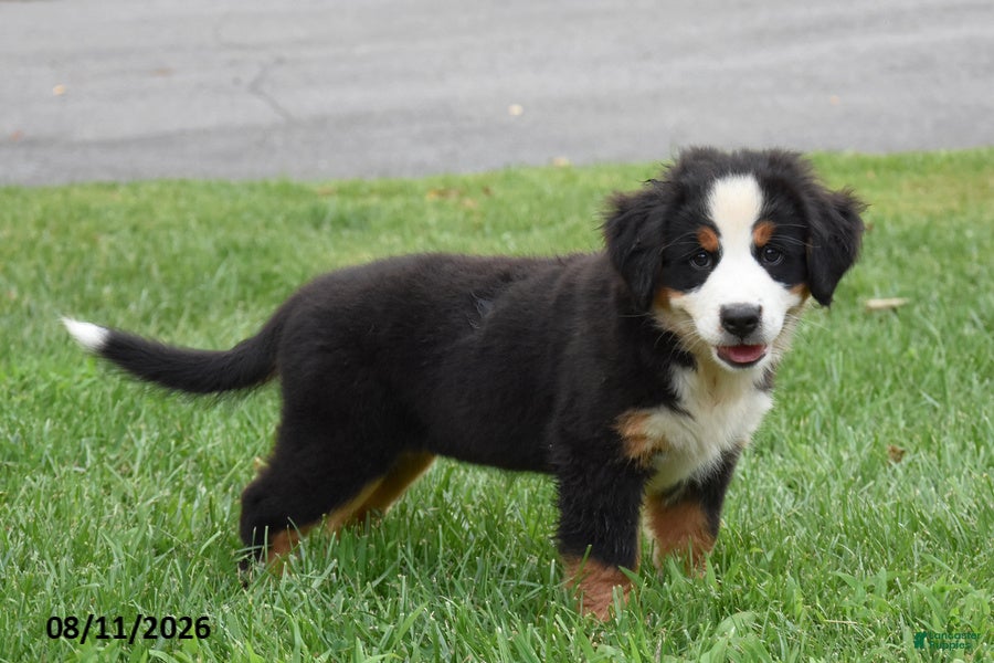 Bernese Mountain Dog dogs Ellie - Ad 1