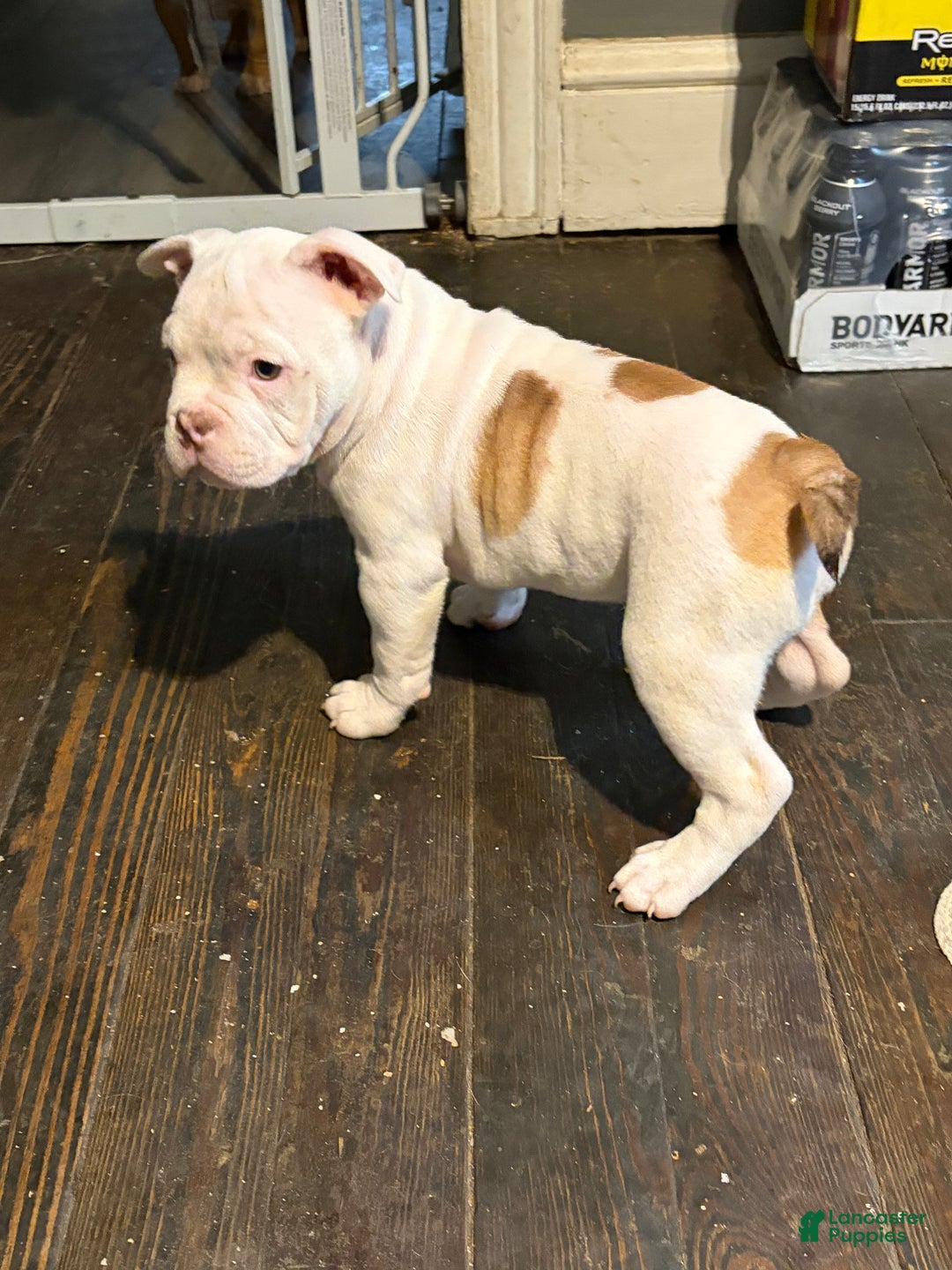 American Bully dogs for sale: American Bully Puppy 2 - Ad 5