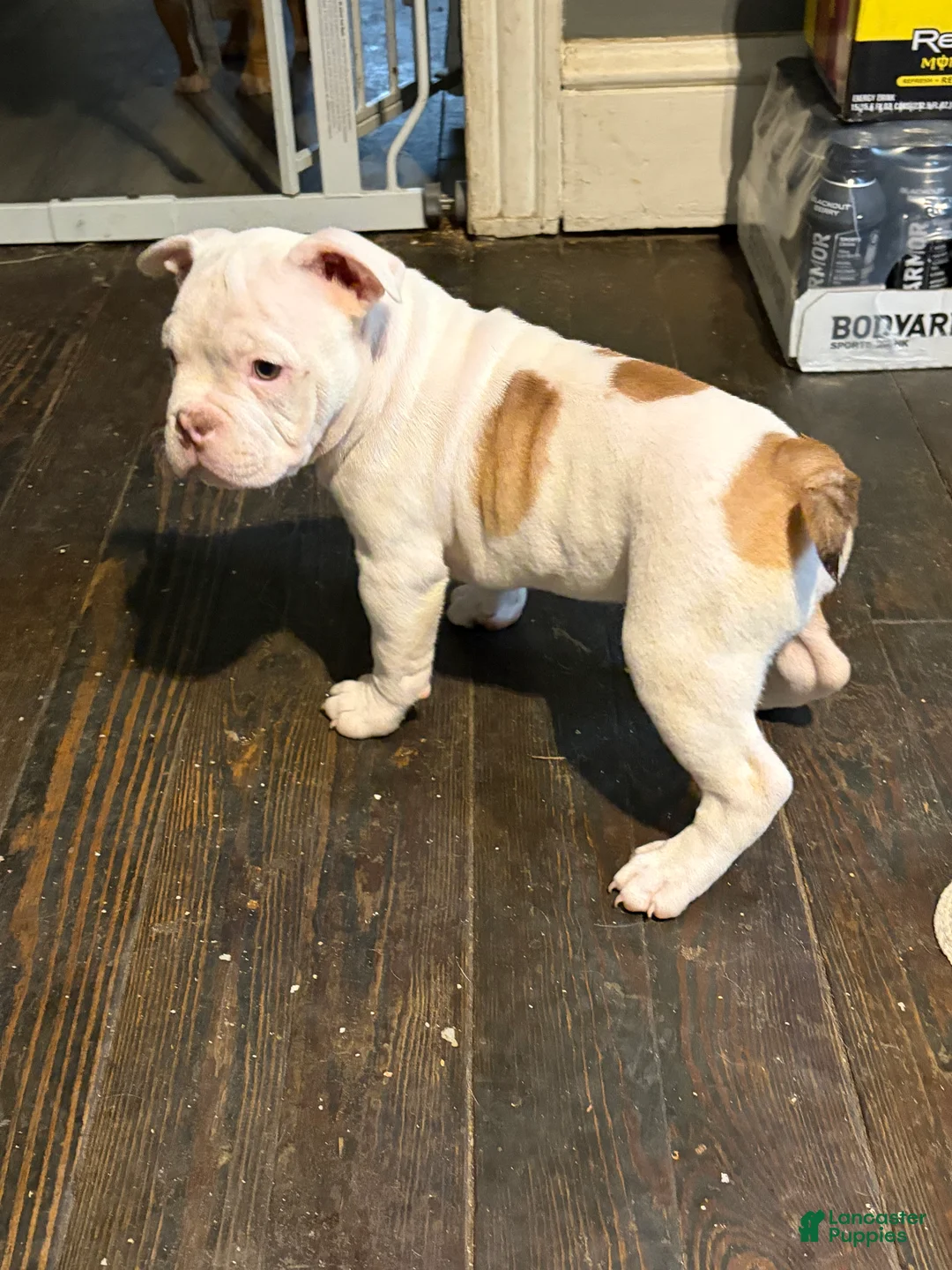 American Bully dogs for sale: Meatball - Ad 5