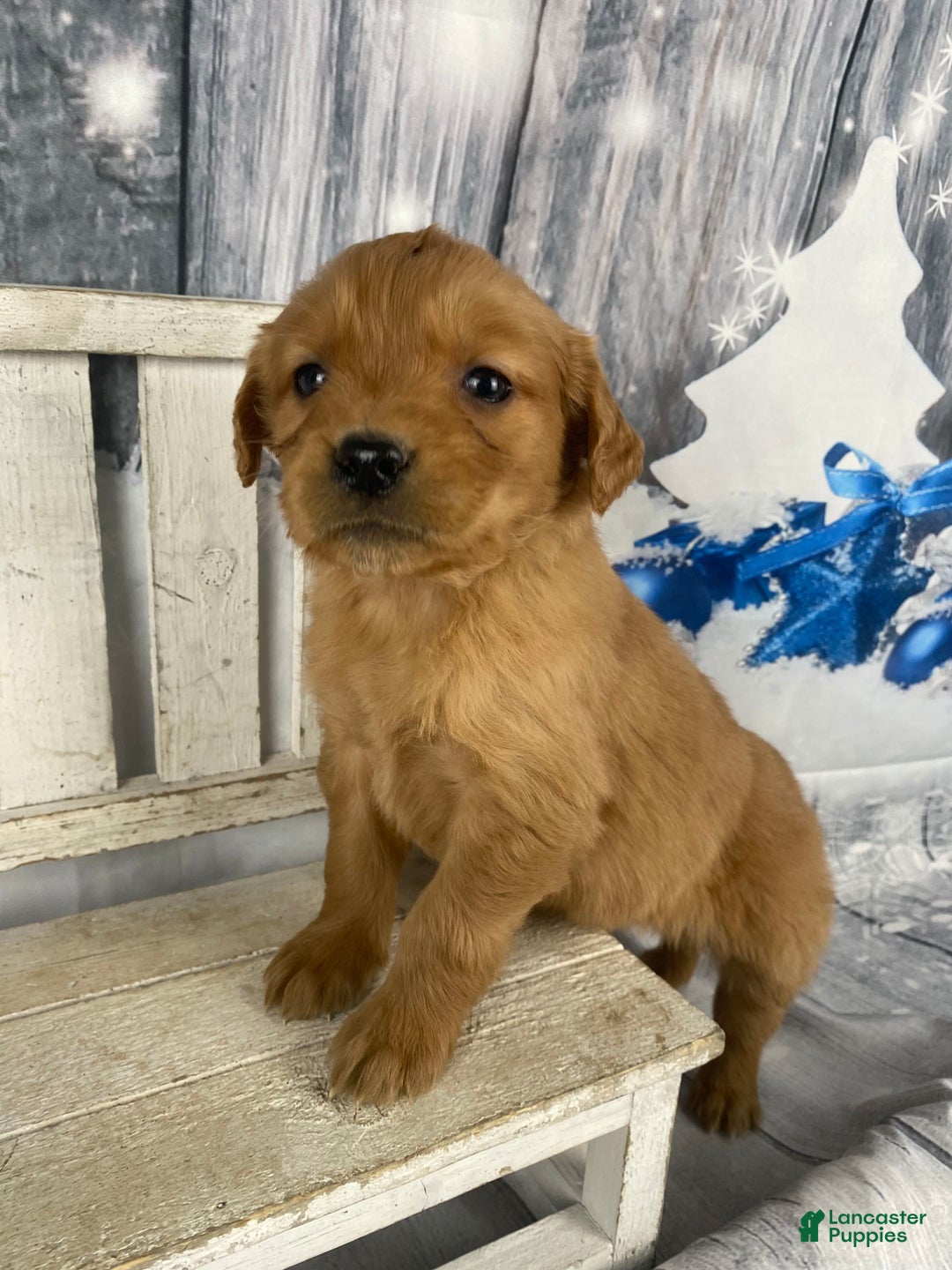 Golden Retriever dogs for sale: Jess - Ad 7