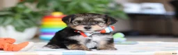 Morkie dogs for sale: Riley - Ad 2