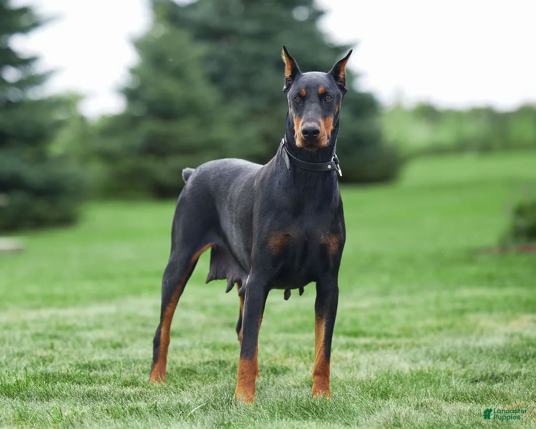 Doberman Pinscher dogs for sale: Luna - Ad 10