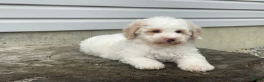 Dazzler Miniature Poodle 