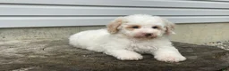 Miniature Poodle dogs for sale: Dazzler Miniature Poodle  - Ad 1