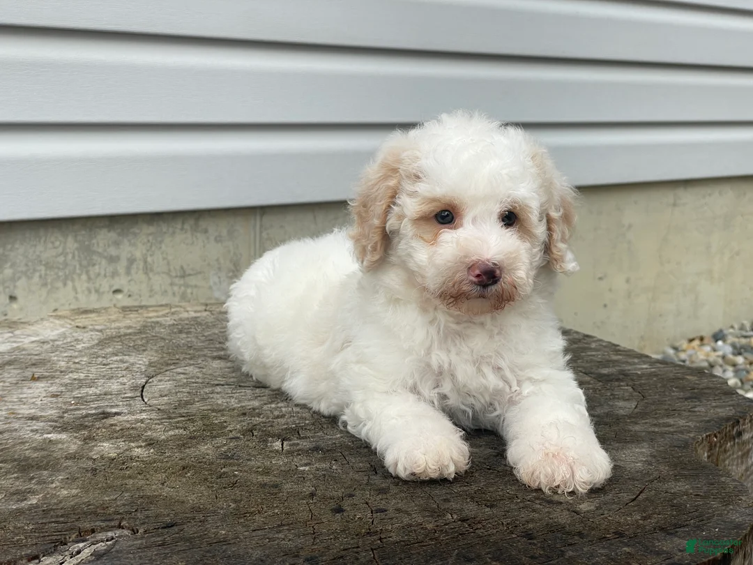Miniature Poodle dogs for sale: Dazzler Miniature Poodle  - Ad 1