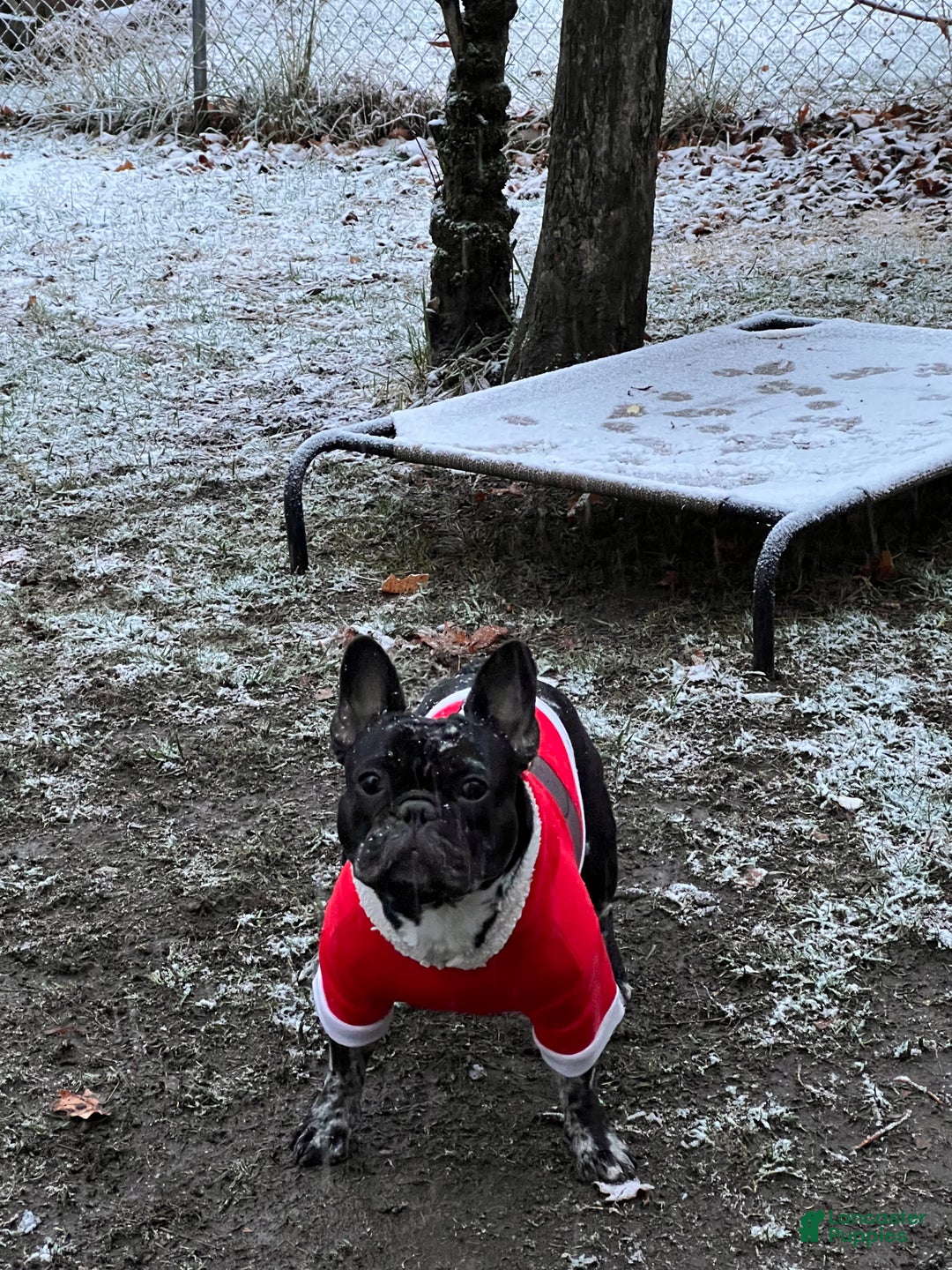 French Bulldog dogs for sale: VANILLA - Ad 4