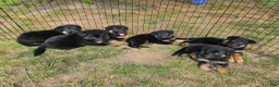 German Shepherd dogs for sale: Jenna - Ad 13