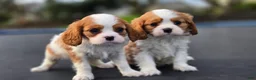 Cavalier King Charles Spaniel dogs for sale: Zack - Ad 14