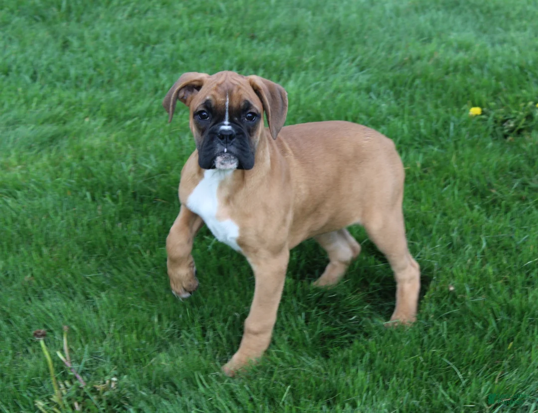 Boxer dogs for sale: Felicia - Ad 1