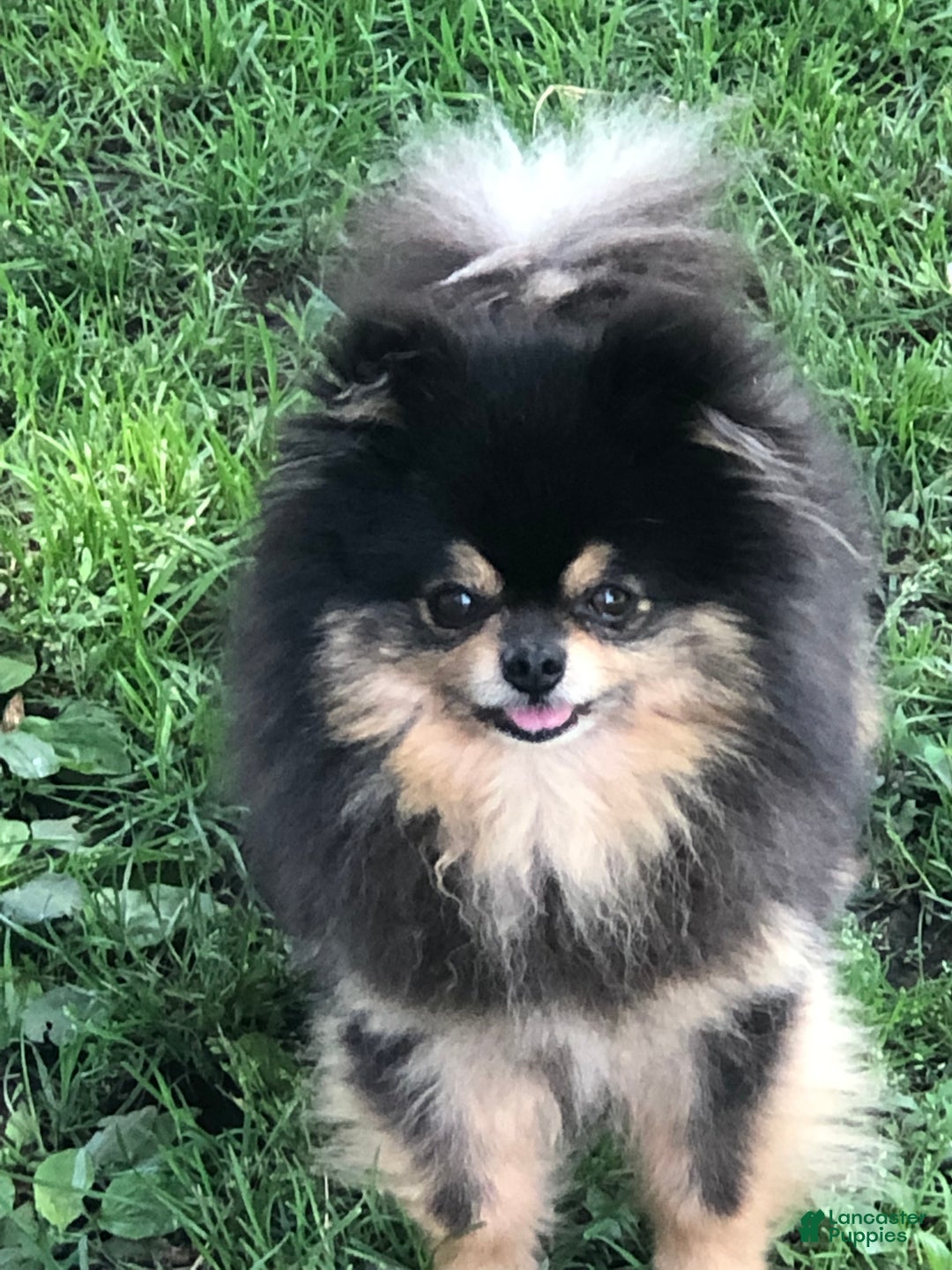 Gallery Image {{count}}