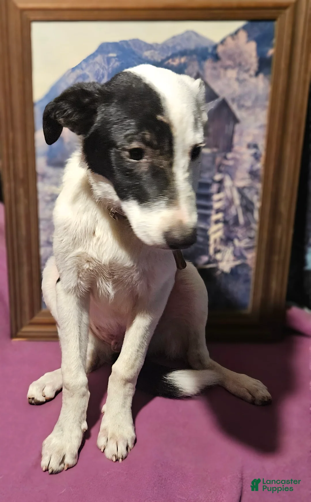 Border Collie dogs for sale: Hondo - Ad 13