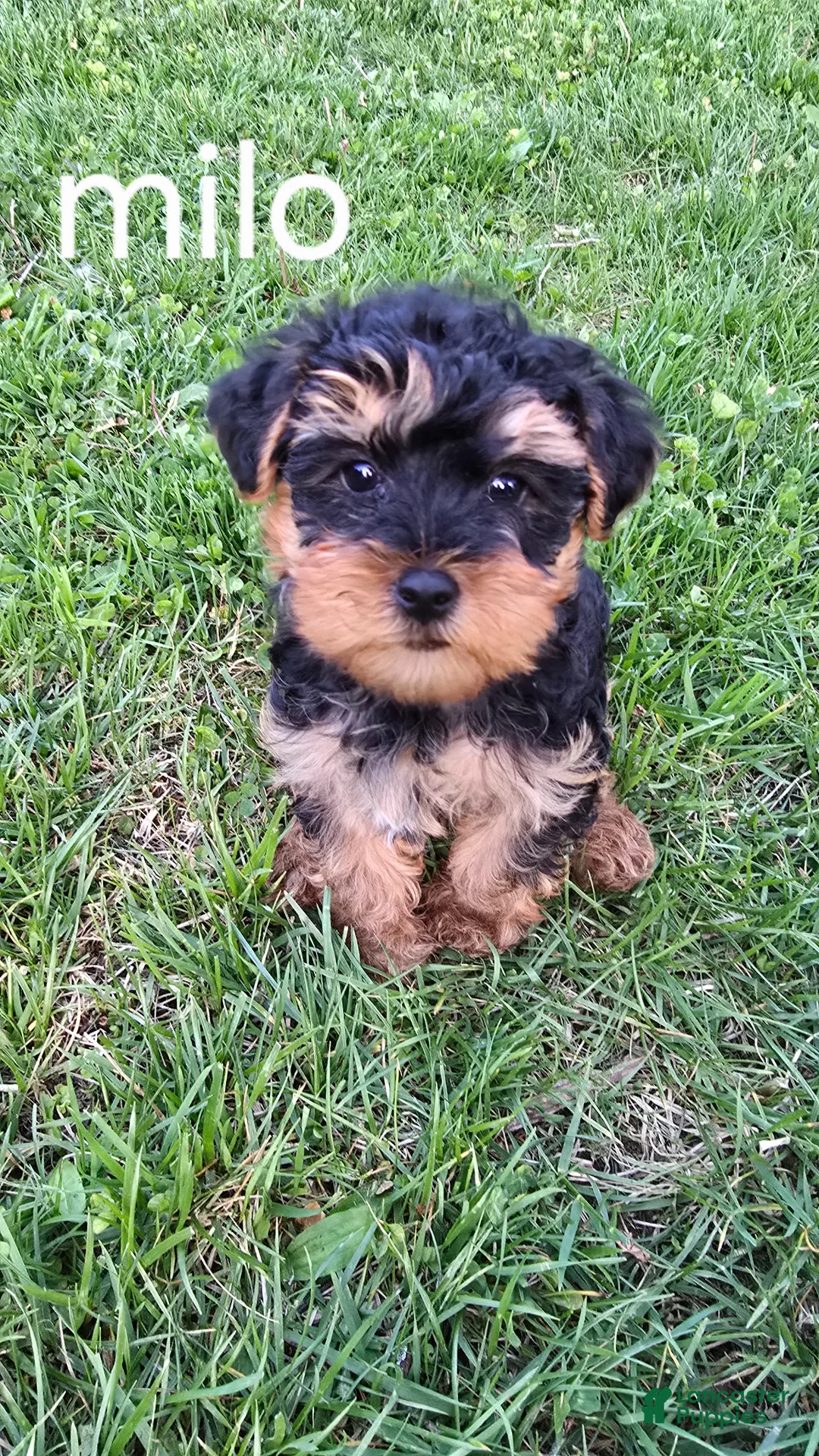 Yorkiepoo dogs for sale: Milo  - Ad 1