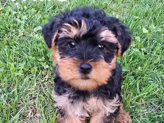 Yorkiepoo dogs for sale: Milo - Ad 4