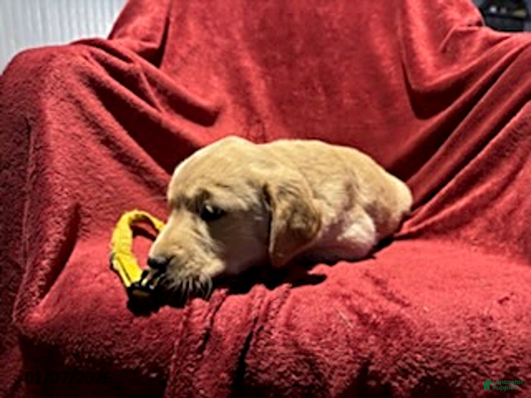 Goldador dogs for sale: Anne - Ad 5