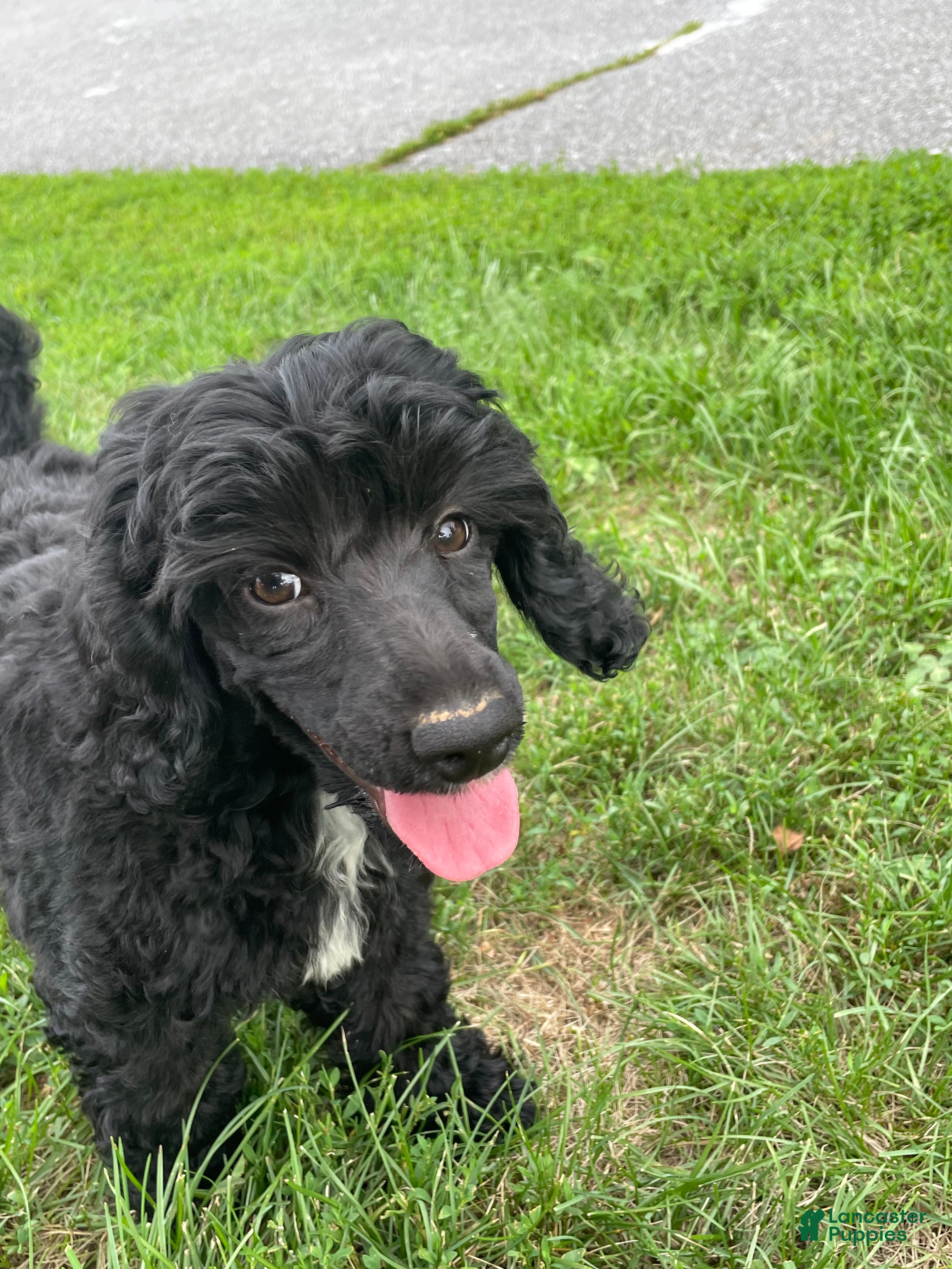 Miniature Poodle dogs Connie - Ad 1
