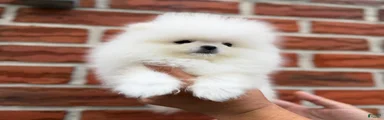 Teacup Pomeranian Korean bloodline 2