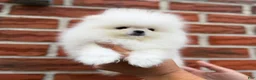 Pomeranian dogs for sale: Teacup Pomeranian Korean bloodline 2 - Ad 1