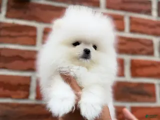 Pomeranian dogs Teacup Pomeranian Korean bloodline 2 - Ad 1