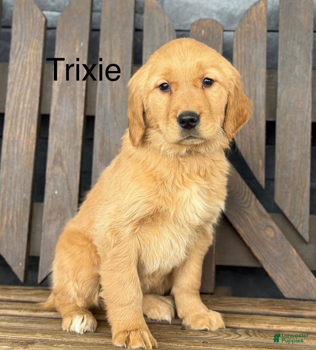 Golden Retriever dogs Trixie - Ad 10