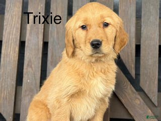 Golden Retriever dogs Trixie - Ad 20
