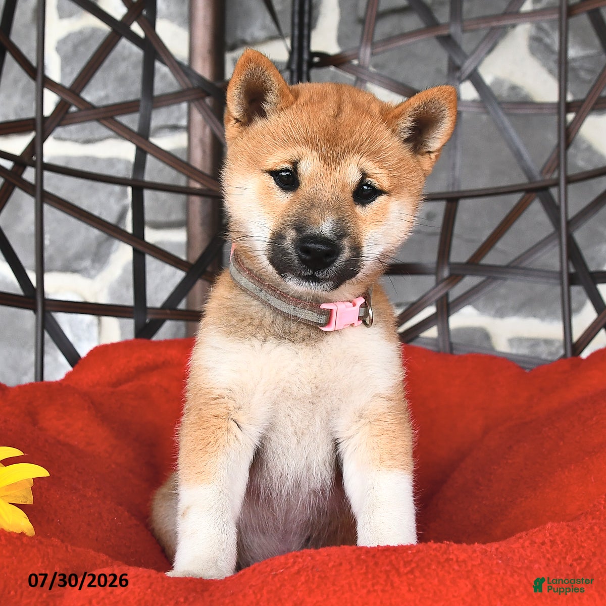 Shiba Inu dogs Maggie - Ad 2