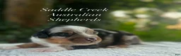 Australian Shepherd dogs for sale: Australian Shepherd 1 - Ad 3