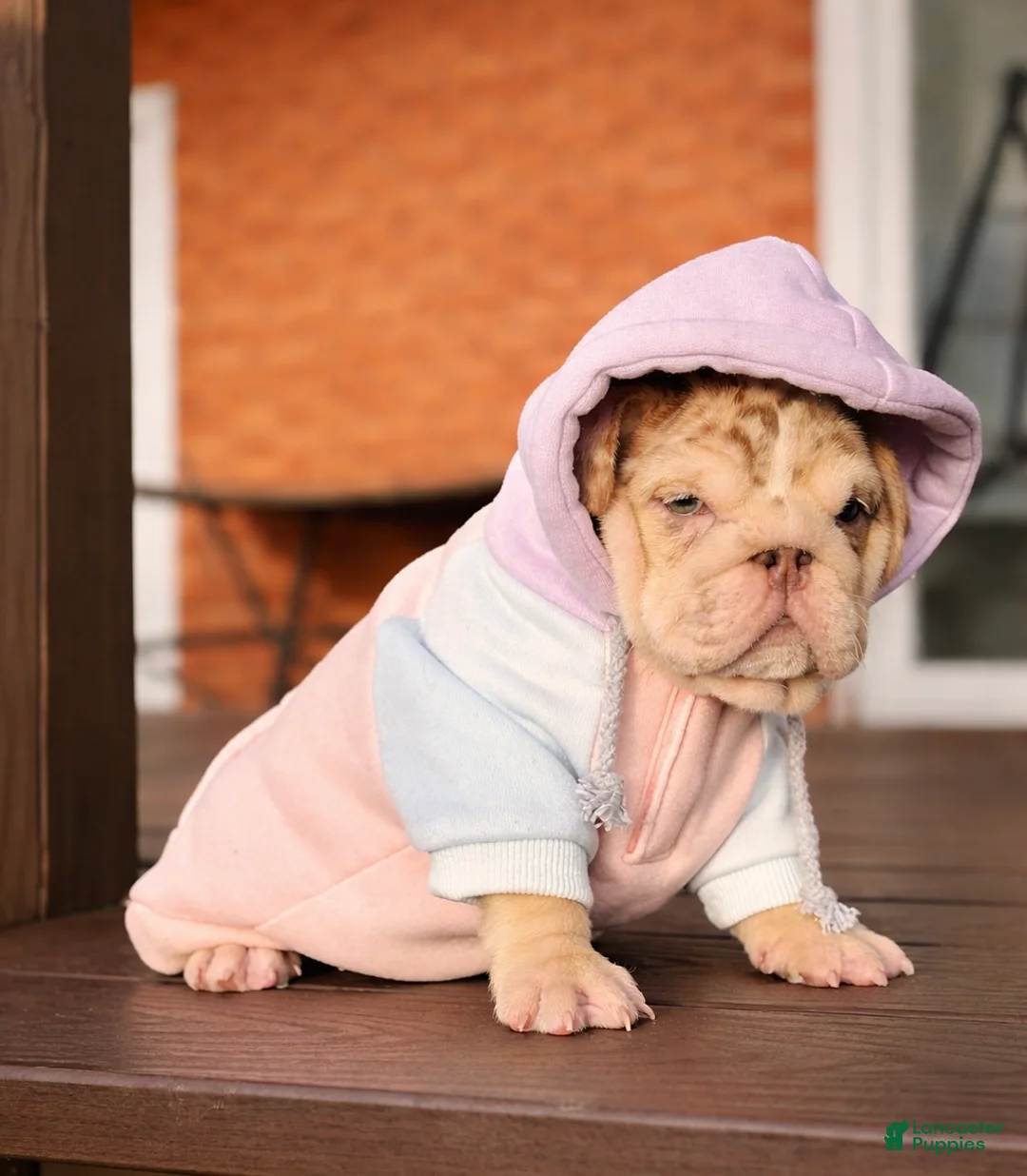 English Bulldog dogs for sale: Bonnie - Ad 3