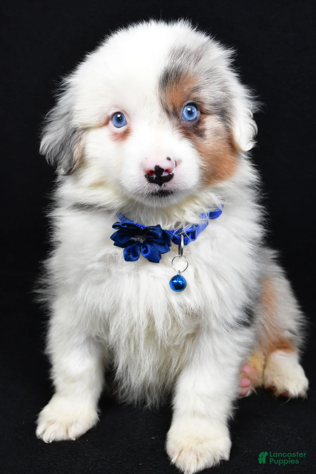Miniature Australian Shepherd dogs for sale: Maverick  - Ad 1
