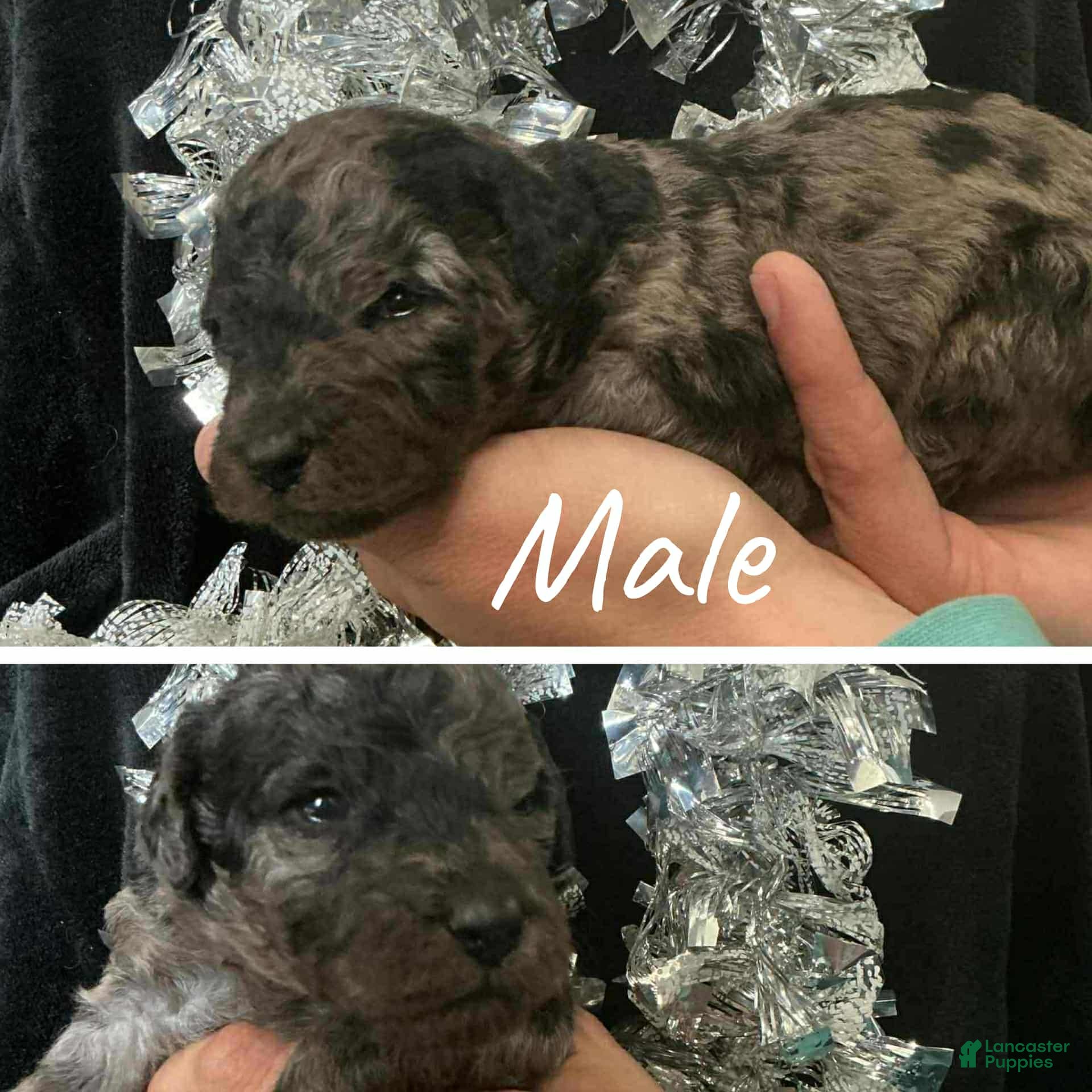 Mini Aussiedoodle dogs Mini Aussiedoodle Puppy 7 - Ad 32