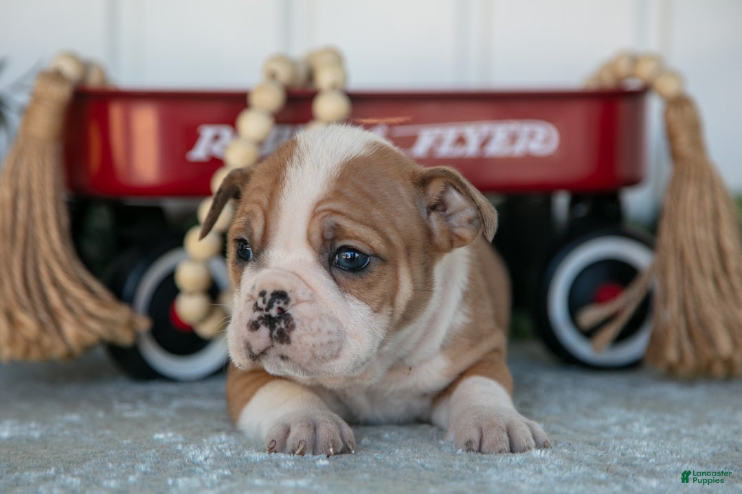 Mixed Breed dogs for sale: Trinity - Ad 2