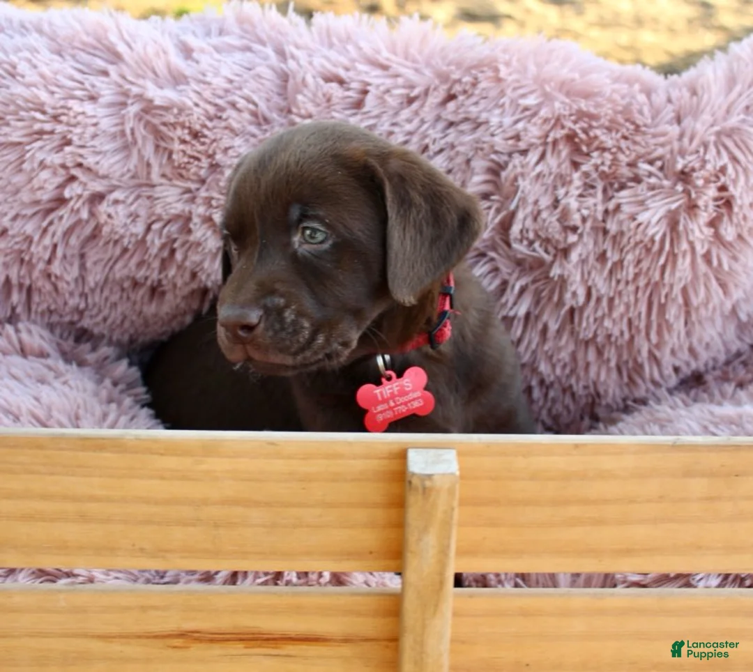 Labrador Retriever dogs for sale: Red Collar - Ad 5