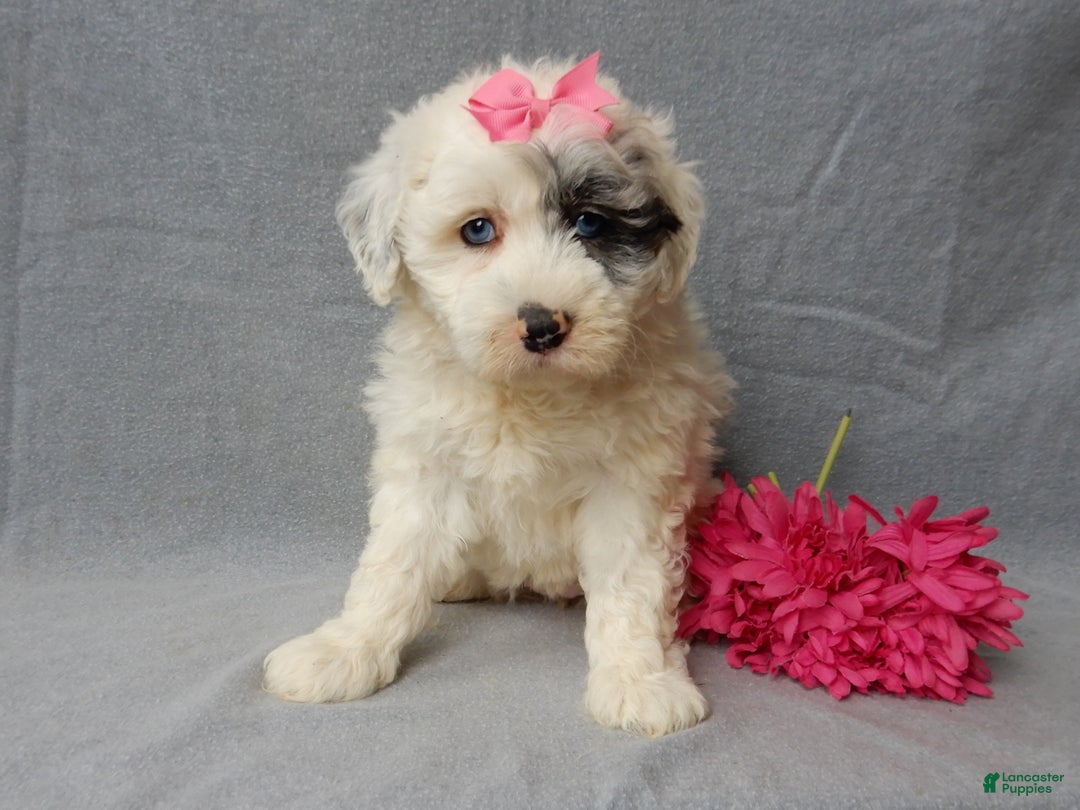 Sheepadoodle dogs for sale: Bella - Ad 7