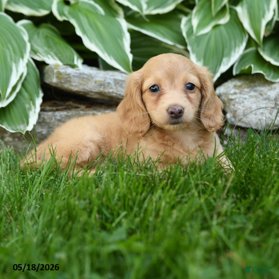 Miniature Dachshund dogs Star - Ad 2