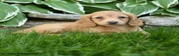 Miniature Dachshund dogs for sale: Star - Ad 2