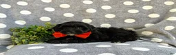 Havapoo dogs for sale: Rascal Hypoallergenic - Ad 5