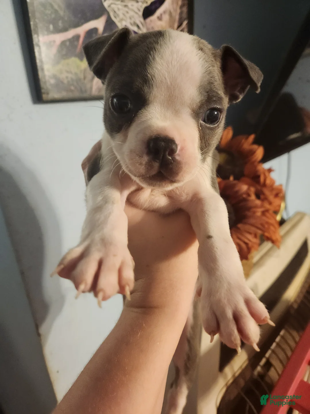 Boston Terrier dogs for sale: Boston Terrier 1 - Ad 1