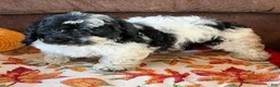 Cockapoo dogs for sale: Molly - Ad 4
