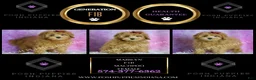 Maltipoo dogs for sale: Marilyn - Ad 2