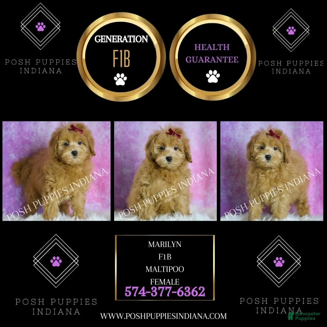 Maltipoo dogs for sale: Marilyn - Ad 2
