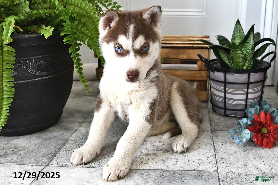 Siberian Husky dogs for sale: Luna  - Ad 3