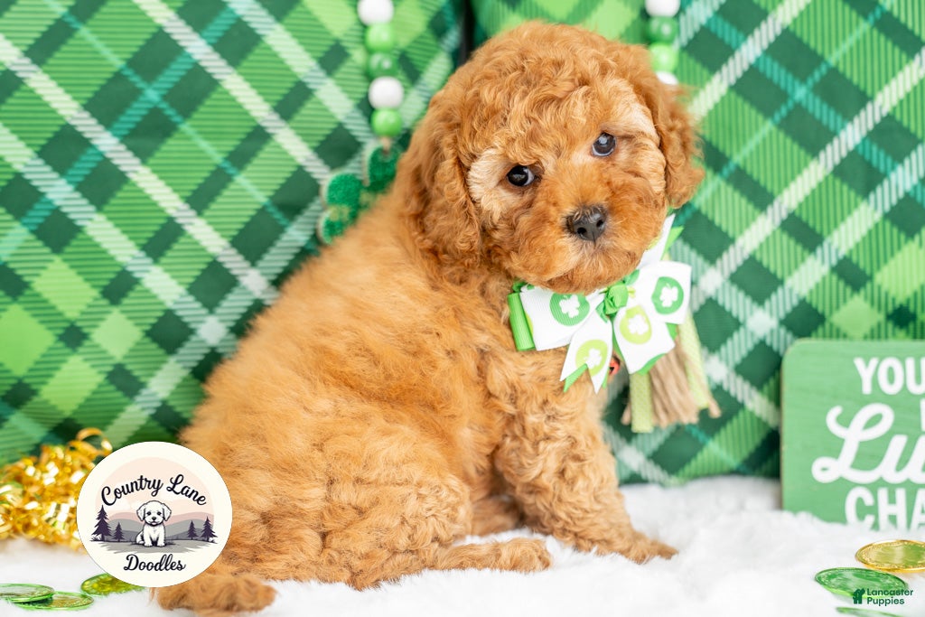 Cavapoo dogs Finnegan - Ad 2