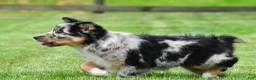 Australian Shepherd dogs for sale: Jody - Ad 13