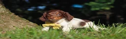 Miniature Dachshund dogs for sale: Shane - Ad 7