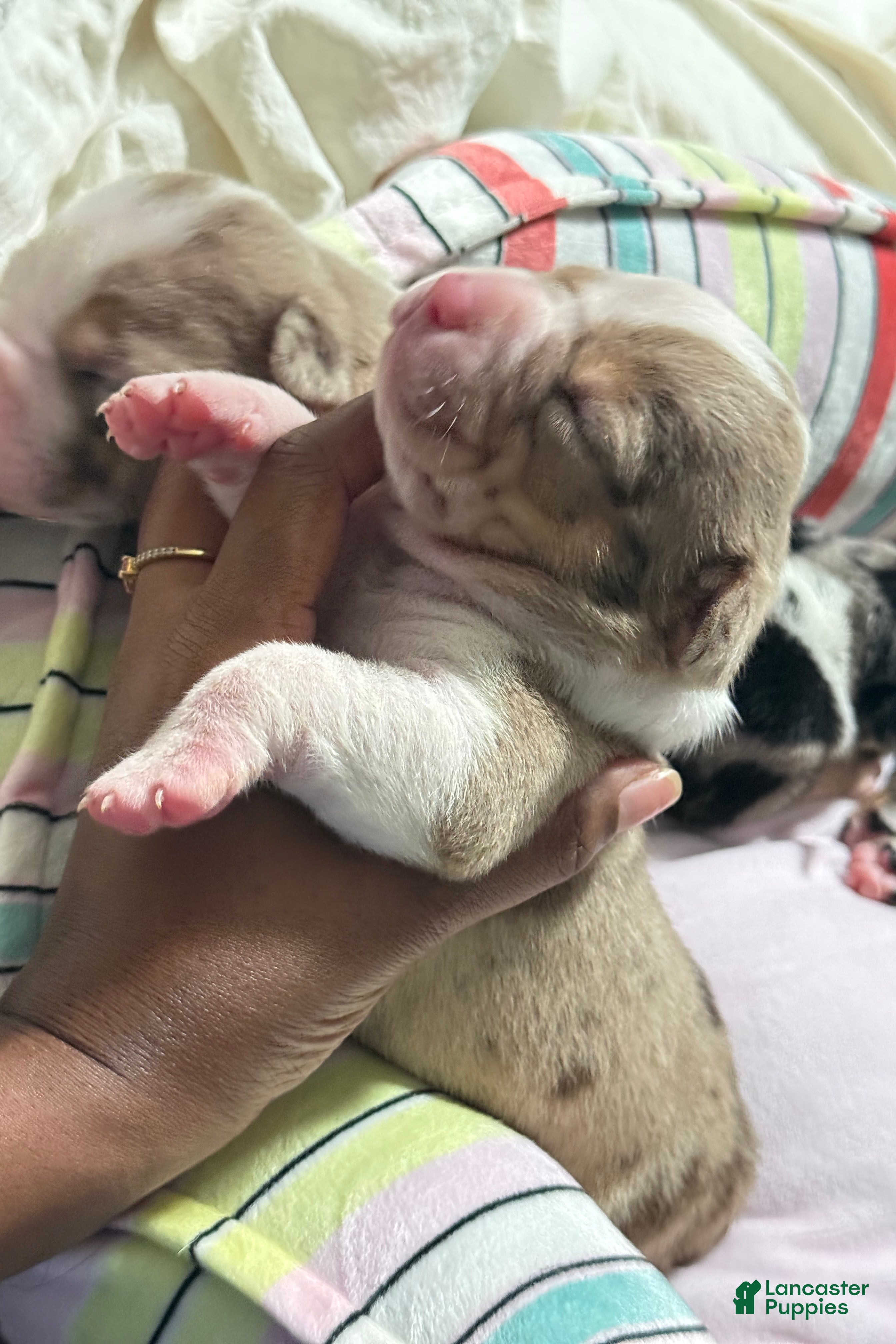 American Bully dogs American Bully 4 - Ad 1