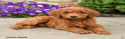 Mini Goldendoodle dogs for sale: Tilly  - Ad 3