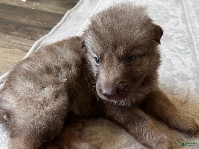 German Shepherd dogs for sale: Liver sable - reserved - Ad 34