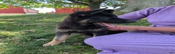 German Shepherd dogs for sale: Dani - Ad 12