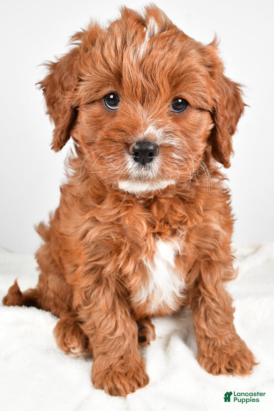 Cavapoo dogs for sale: Mable - Ad 3
