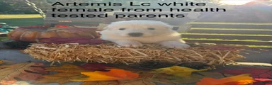 Artemis 